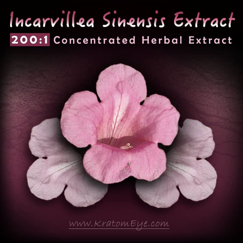 Buy Incarvillea Sinensis Best Kratom Alternatives