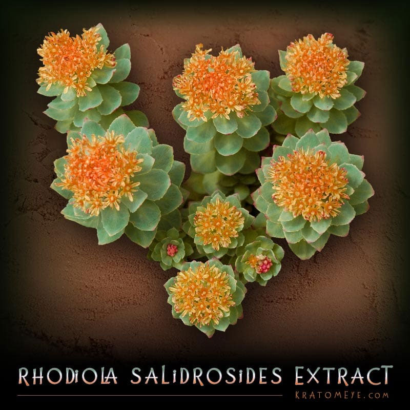 Buy Rhodiola Rosea Best Adaptogens for Kratom Tolerance