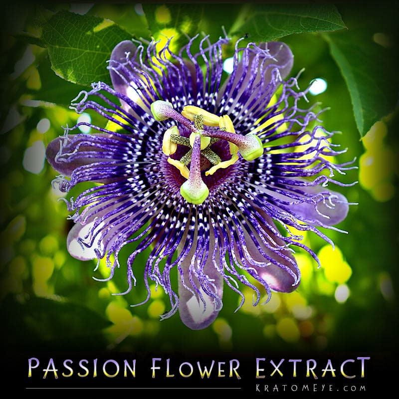 Buy Passion Flower Extract (201 Concentration) – Passiflora Incarnata